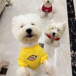 20251028175815_1099_303