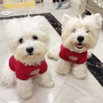 20251028175824_1101_303