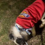 Dickies Sweatshirt red