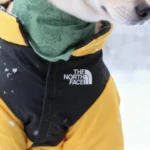 The-North-Face-down-jacket-Yellow