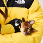 The NFace down jacket Yellow (We recommend choosing one size up.) - Image 7