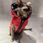 c2cfba77734ed438c98f6b3ec319bfcd