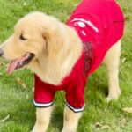 cad65b0194de277d1efb5e18fddbbd2a