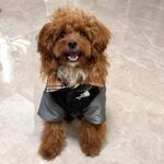 ed4a9aee4520361dc930fd8be54950d8